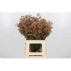Limonium Hol. Inca Diamond 70cm 30gr "T25"