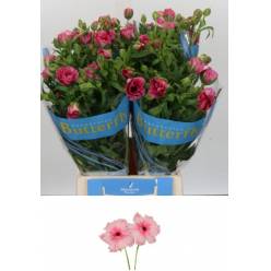 Ranunculos Hol. Butterfly Jupiter 50cm 55gr "T10"