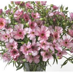 Ranunculos Hol. Butterfly Lycia 60cm 65gr "T10"
