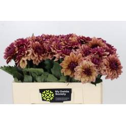 Dalia Hol. Creme de Cognac 50cm "CC40"
