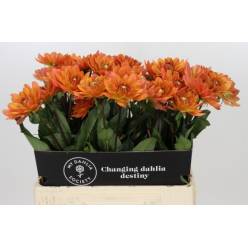 Dalia Hol. Dr Phil 60cm "CC40"