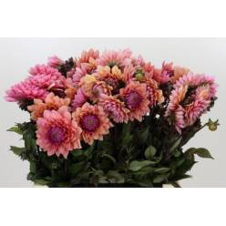 Dalia Hol. Sweet Sanne 60cm "CC40"