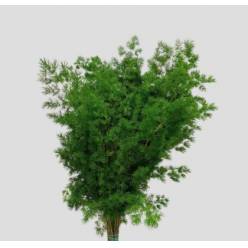 Myroclaudio Nac. 60cm "Paquete"