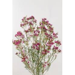 Flor Cera Hol. Happy Days 55cm 20gr "T25"