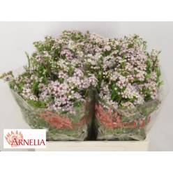Flor Cera Hol. Katrien 60cm 25gr "T25"