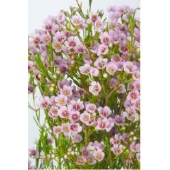 Flor Cera Hol. Wendy Rose 60cm 35gr Rs. "T25"