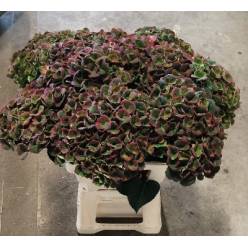 Hortensia Hol. Mag. Charlotte Clas. 65cm �18/20