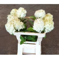 Hortensia Hol. Limelight 60cm �12/14
