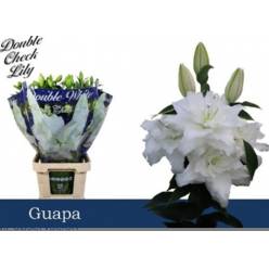 Oriental Hol. Bl. Doble Guapa 80cm 3 fl.