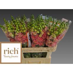 Antirrhinum Hol. Madame Butterfly Bronze White 60cm