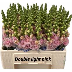 Antirrhinum Hol. Ov. Madame Butterfly Light Pink 60cm