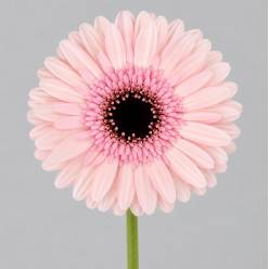 Gerbera Mini Hol. Studio "T20"
