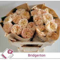 Rosa Hol. Bridgerton 50cm