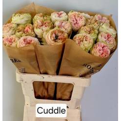 Rosa Hol. Cuddle 60cm