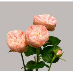Ramificada Royal Blush Charm 40cm 15gr (1/2-flor tallo )