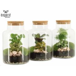 P. Composici�n Terrarium -90838- 14/30cm "CC4"