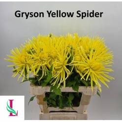 Dalia Hol. Ov. Yellow Spider 60cm "CC40"