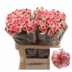 Clavel Hol. 60cm Coralie