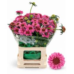 Scabiosa Atro Candy Scoop 65cm "T50"