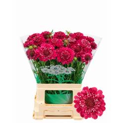 Scabiosa Atro Focal Scoop Hot Pink 65cm "T50"
