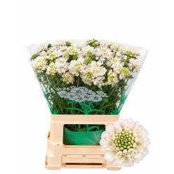 Scabiosa Atro Vanilla Bon Bon Scoop 60cm "T50"