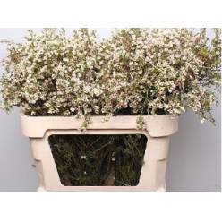 Flor Cera Hol. Ivory Pearl 80cm 45gr Bl. "T25"
