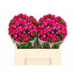 Dianthus Barbatus Italia Neon Cherry 40cm "T50"