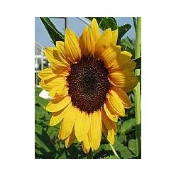 Girasol Hol. Mini Sonja 70cm