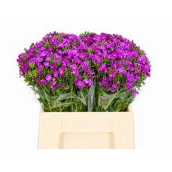 Dianthus Barbatus Italia Neon Purple 40cm "T50"