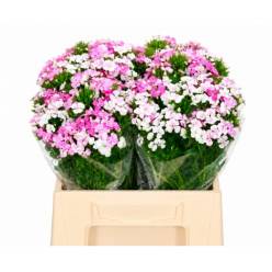 Dianthus Barbatus Italia Rose Magic 40cm "T50"