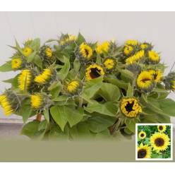 Girasol Hol. Sunrich Limoncel 80cm