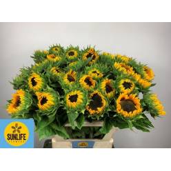 Girasol Hol. Sunrich Provenc 80cm