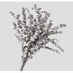 Eucalipto Estabilizado Plata 70cm 140g "T5"