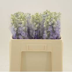 Delphinium Purple Heart 50cm "T10"