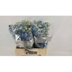 Delphinium Hol. Du Dewi Boy 60cm "T10"