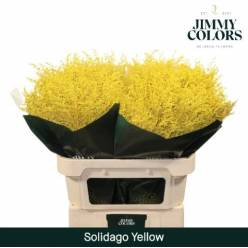 Solidago Pintado Yellow 70cm 25gr "T25"
