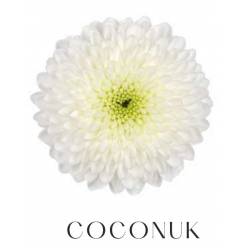Margarita Nac. Coconut Blanco 75gr.