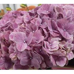 Hortensia Hol. Sweet Ruby Classic 60cm �16/18