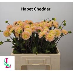Dalia Hol. Hapet Cheddar 55cm "CC50"