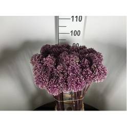 Allium Summer Drumme 110cm