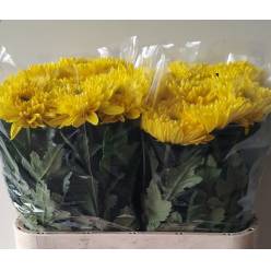 Uniflor Hol. Heliora 80gr Am.