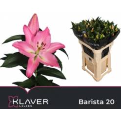 Oriental Hol. Rs. Barista 90cm 3/4 flores