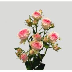 Ramificada Dinara 60cm (7 Dias - 2�)