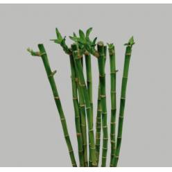 Bamboo Recto 90cm (7 Dias - 2�)