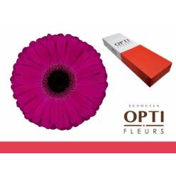 Gerbera Hol. Aladin Fu. "T25" (7 Dias - 2�)