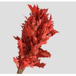 Roble Hol. Rubra Rojo 60cm Pintado (7 Dias - 2�)