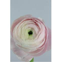 Ranunculos Hol. Elegance Pink 40cm 25gr Rs (7 Dias - 2�)
