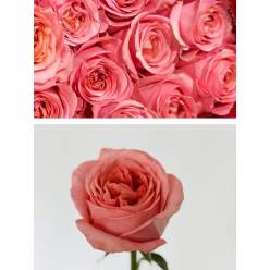 Rosa Ecu. Pink Expression 60cm (7 Dias - 2�)