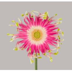Gerbera Hol. Pasta Femke (7 Dias - 2�)