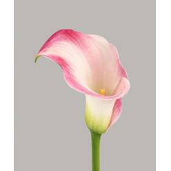 Calla Blushing Lady 70cm (7 Dias - 2�)